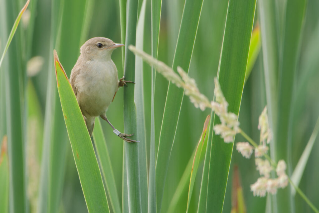 Photo of Reed Warbler